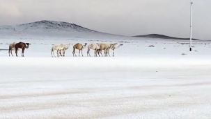 Çölde kar, mübarek bir ekümenik Noel için. İmam Pallavicini'nin dilekleri.