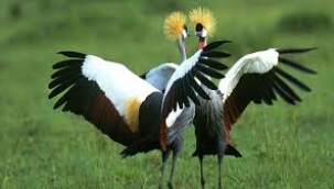 Turna Kuşunun Türk Kültüründeki Yeri