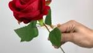  ARZU KUREYŞİ YAZDI : DİKENLİ GÜL 