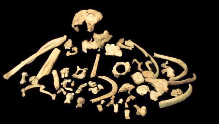800 Bin Yıllık Bir Fosilden, En Eski İnsan Genetik Kanıtının Elde Edildiği İddia Edildi!