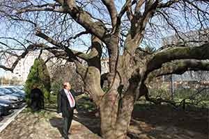 Bakırköy'de 387 yıllık ağaç