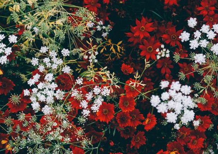 Beyaz Çiçeklerle Kırmızı Çiçeklerin Masalı (Tebriz Masalı) 