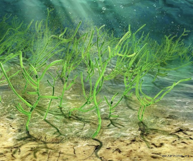 Çin'de Bulunan Deniz Yosunu Fosilinin 1 Milyar Yaşında Olduğu Anlaşıldı!