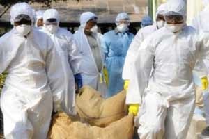 Çin'de kuş gribinden ölenlerin sayısı artıyor