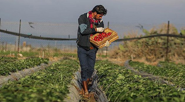 Gazze sınırındaki tarım arazilerine kimyasal ilaç