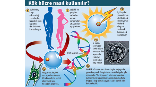 Klonlanmış embriyodan ilk kök hücre alındı