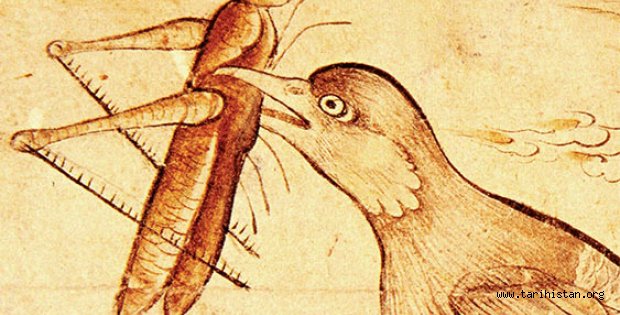 Osmanlı, çekirge istilasına karşı sığırcık kuşlarını kullanmış