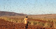 Çekirge istilası Orta Asya'ya yayılıyor!