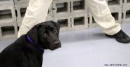 CIA, patlayıcıları koklamayı reddeden köpeği işten çıkardı