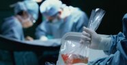 Hayvandan insana organ nakli dönemi geliyor