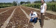 Kadın girişimci üzümün kuruma süresini kısalttı