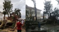 Tarih çınar fırtınada devrildi