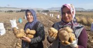 Yerli ve milli patates çiftinin yüzünü güldürdü