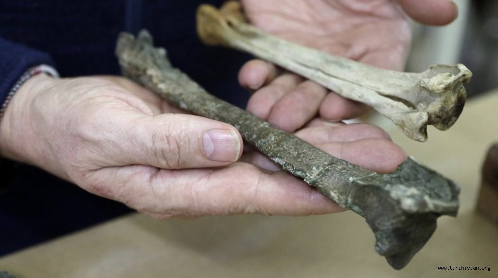 Yeni Zelanda'da Keşfedilen Soyu Tükenmiş Dev Penguen Fosili 60 Milyon Yaşında!